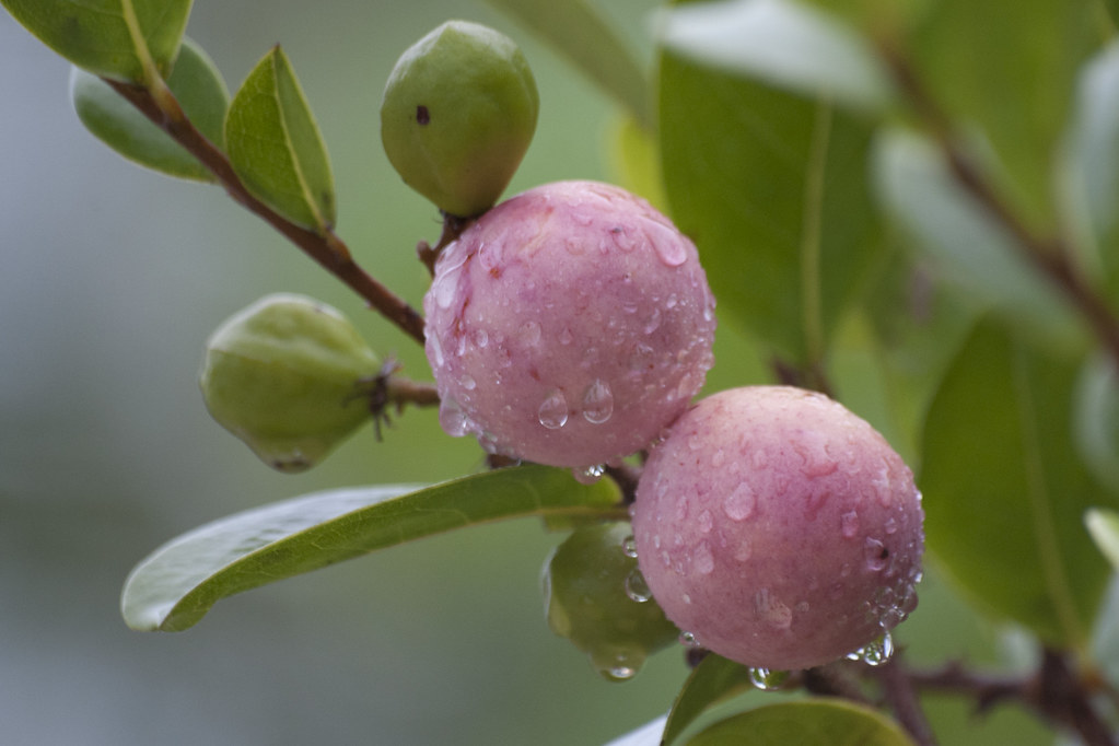 the beauty of tour fruit in Bogota